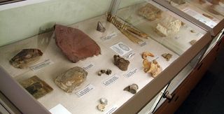 Schaukasten in der Geologisch-Paläontologischen Sammlung