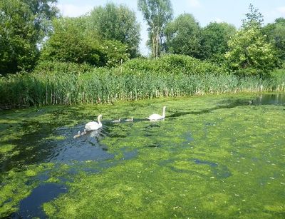 two swans swimming on a medieval canal in Great Britain, Photo: L. Werther