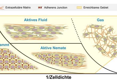 Schematische Darstellung verschiedener Bewegungsarten von Tumorgewebe in Extrazellulärer Matrix.
