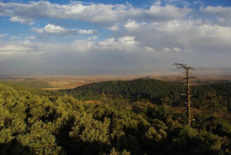 Zedern-Eichenmischwald im Mittleren Altas Marokkos. Die Atlaszeder ist durch den aktuellen Klimawandel bedroht, da sie gegenüber zunehmender Sommerhitze sehr empfindlich ist.