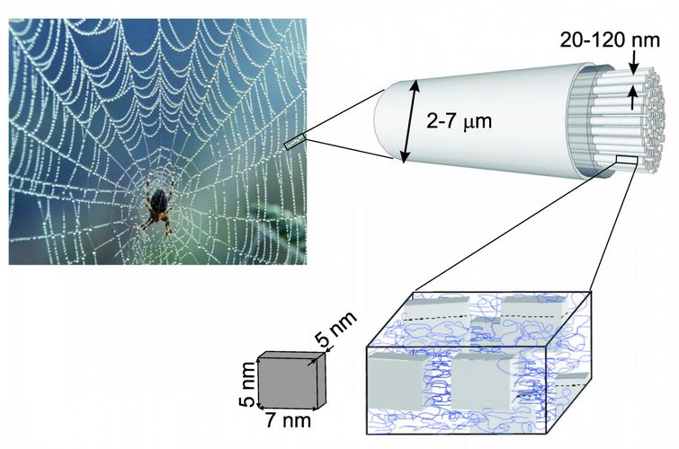 Zart und zäh zugleich: Spinnenseide. Raffinierte Hierarchie und Ordnung auf verschiedensten Längenskalen