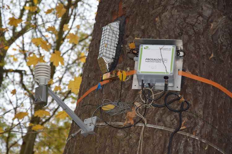 Messung des Saftstroms an einem Baumstamm im Leipziger Auenwald.