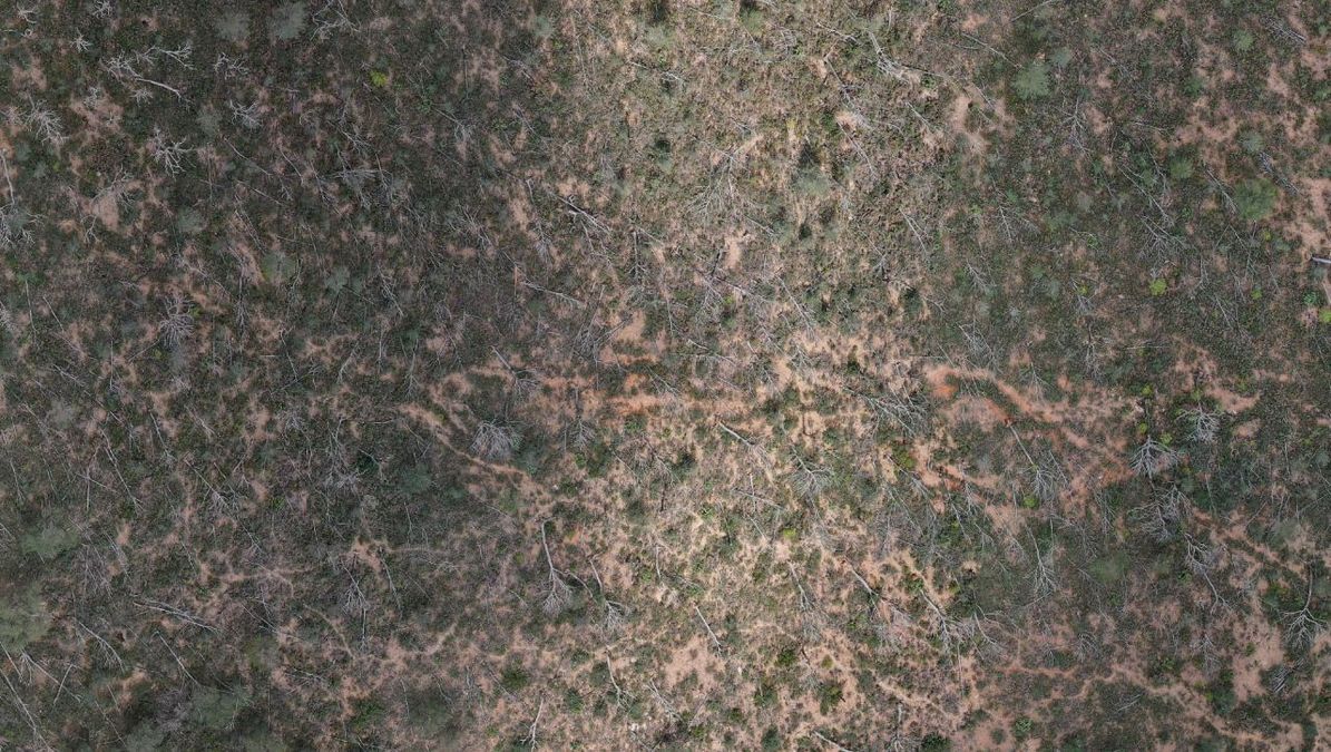 zur Vergrößerungsansicht des Bildes: UAV-Orthofoto, das einen der Hotspots für das Absterben von Bäumen in Andalusien dokumentiert (2023), Foto: Clemens Mosig