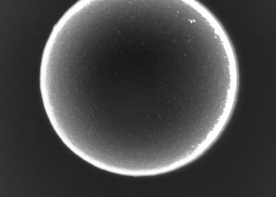Aufnahme eines Mikroschwimmers im Elektronenmikroskop. Das Teilchen misst 2.18 Mikrometer im Durchmesser. Die kleinen helleren Punkte auf dem Partikel sind etwa 8 Nanometer große Goldnanopartikel.