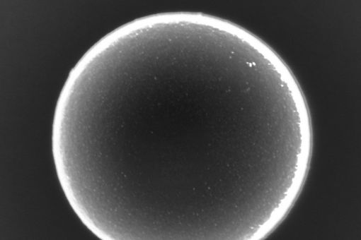 Aufnahme eines Mikroschwimmers im Elektronenmikroskop. Das Teilchen misst 2.18 Mikrometer im Durchmesser. Die kleinen helleren Punkte auf dem Partikel sind etwa 8 Nanometer große Goldnanopartikel.